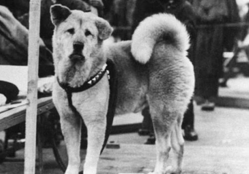 Hatchiko, il tuo migliore amico